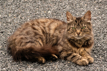 Chat yeux verts