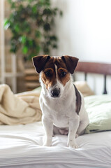 Dog breed Jack Russell Terrier in bed.