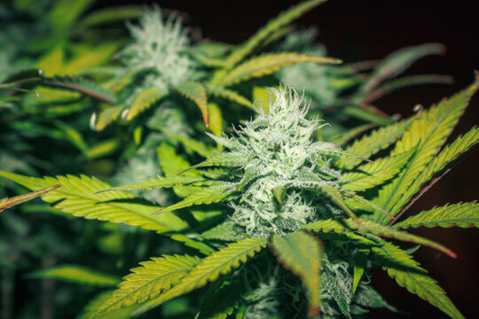 Cannabis plant panoramic banner. Marijuana flowers with yellow stigmas and green leaves. Growing cannabis for medical purposes