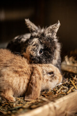 b&eacute;b&eacute; lapin