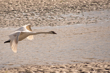 Vol du cygne