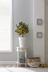 Potted kumquat tree in doorway. Interior design