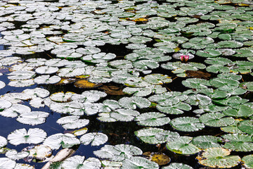 Obraz na płótnie Canvas lilies on the lake