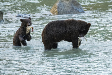 Grizzlys fishing salmon in Alaska, mother with cub.