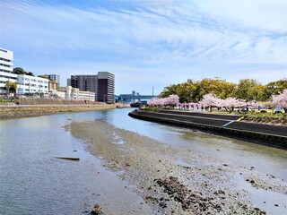 日本の川と桜