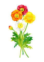 ポピー（ヒナゲシ）のカラフルなカットイラスト　春の花の手描き水彩イラスト素材