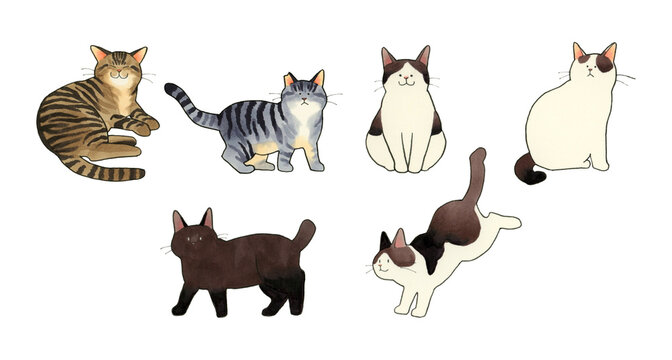 白黒猫 Images Browse 454 Stock Photos Vectors And Video Adobe Stock