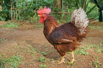 Free-range chicken on an organic farm, freely grazing on a meadow. Organic farming, animal rights, back to nature concept. Brown chicken on countryside. 