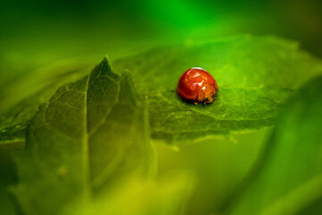 Ladybug on green leaf and nature blurred background.