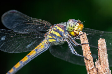 Close up of Dragonfly perched on a tree branch, dry wood and nature background, Selective focus, insect macro, Colorful insect in Thailand.