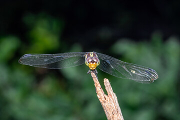 Close up of Dragonfly perched on a tree branch, dry wood and nature background, Selective focus, insect macro, Colorful insect in Thailand.