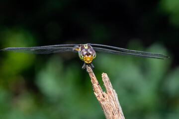 Close up of Dragonfly perched on a tree branch, dry wood and nature background, Selective focus, insect macro, Colorful insect in Thailand.