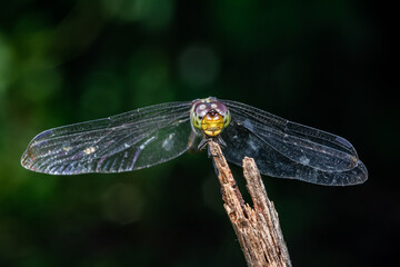 Close up of Dragonfly perched on a tree branch, dry wood and nature background, Selective focus, insect macro, Colorful insect in Thailand.