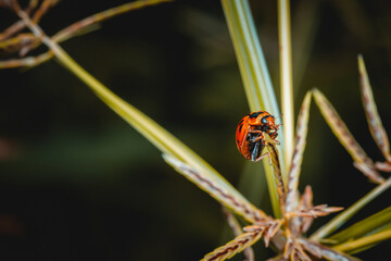 Ladybug on green grass blade, Coccinella transversalis Fabricius, Blade runner, Lady Beetles, Selection focus.