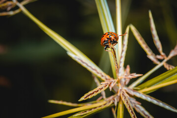 Ladybug on green grass blade, Coccinella transversalis Fabricius, Blade runner, Lady Beetles, Selection focus.