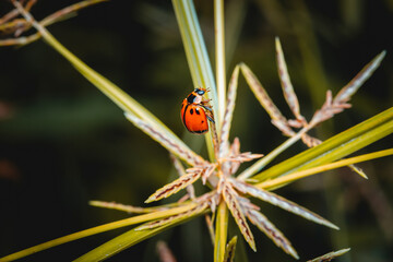 Obraz premium Ladybug on green grass blade, Coccinella transversalis Fabricius, Blade runner, Lady Beetles, Selection focus.