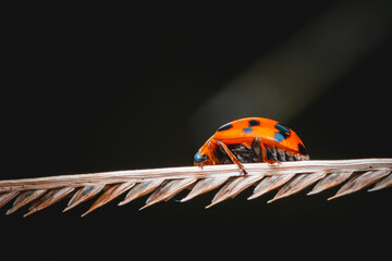 Close-up of ladybug walking on dry flower of a plant, Nature background, Selective focus, Isolate background.