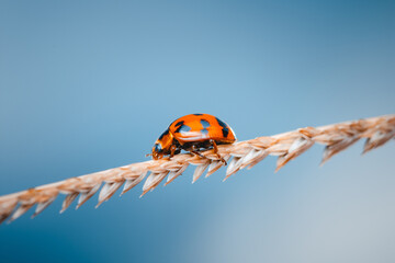 Close-up of ladybug walking on dry flower of a plant, Nature background, Selective focus, Isolate background.