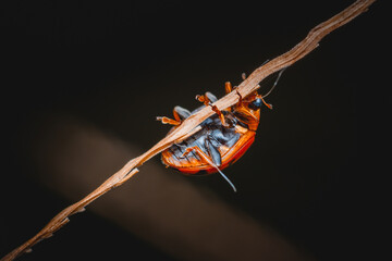 Close-up of ladybug walking on dry flower of a plant, Nature background, Selective focus, Isolate background.
