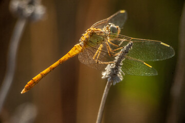 libellule