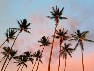 Fototapeta na wymiar palm trees silhouette, Vanilla sky