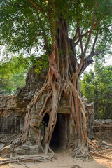 Tree roots hugging the Khmer building. Ta Som Prasat Ta Saom, part of Khmer Angkor temple complex, Cambodia