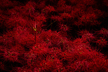 彼岸花/曼殊沙華