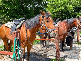 Obraz premium 牧場の馬