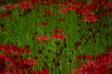 彼岸花/曼殊沙華