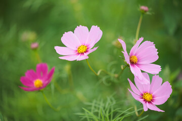 Obraz premium 秋桜