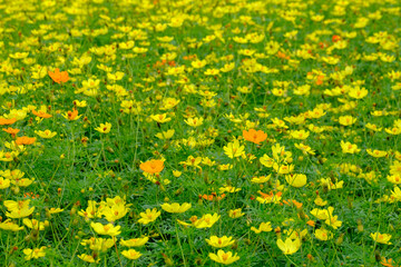  キバナコスモス