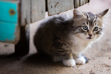 cat on a sill © TheBaileyPerspective