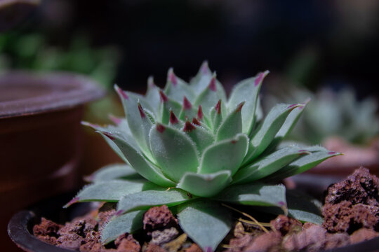 Mini Agave Suculenta