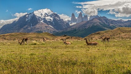 Wide shot of a herd of Guanacos grazing and resting in the foothills of the Torres del Paine mountain range with the massif Paine Grande and the Cuernos Del Paine in the background
