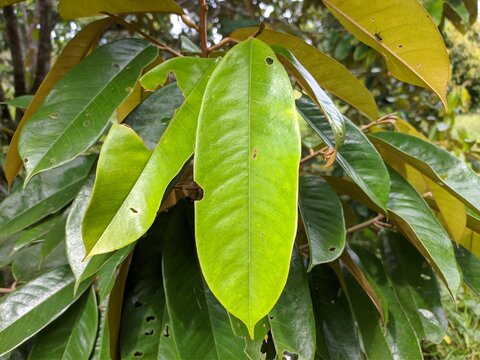 Superior durian young leaves in South Kalimantan plantation