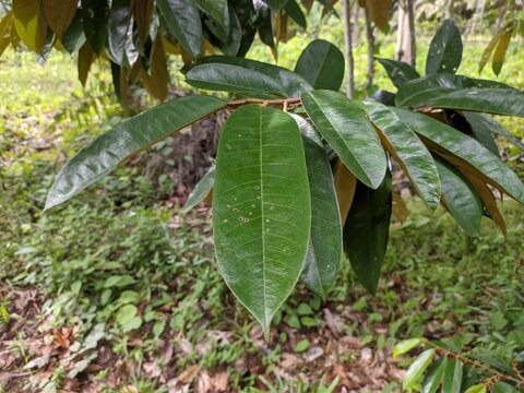 Superior durian young leaves in South Kalimantan plantation