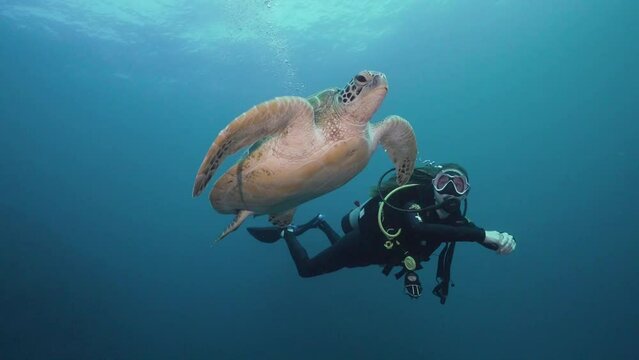 Green Sea Turtle swims and interacts with female scuba diver. Camera tracks right following the diver and turtle. Underwater shot scuba diving on the Great Barrier Reef on full frame film camera.