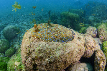 Camouflaged flounder fish on the ocean floor in Fernando de Noronha, Brazil 
