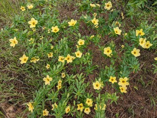 Damiana Flower (Turnera Ulmifolia) blooming in the morning