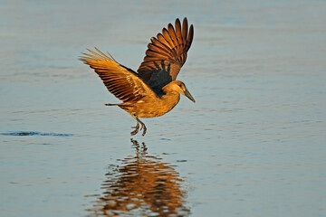 A hamerkop bird (Scopus umbretta) in flight over water, Kruger National Park, South Africa.