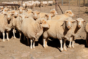 Merino sheep in a paddock on a rural South African farm.