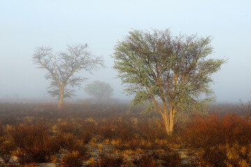 Scenic landscape with trees in mist, Kalahari desert, South Africa.
