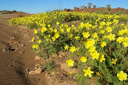 Scenic landscape with yellow flowers of Tribulus zeyheri, southern Namibia.