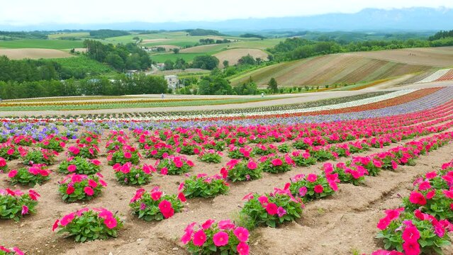 四季彩の丘 Images – Browse 1,608 Stock Photos, Vectors, and Video