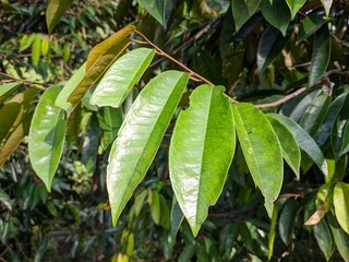 Durian leaf in the morning
