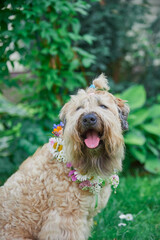 Fluffy Dog of the Irish soft coated wheaten terrier breed in a wreath of bright flowers in a green clearing.