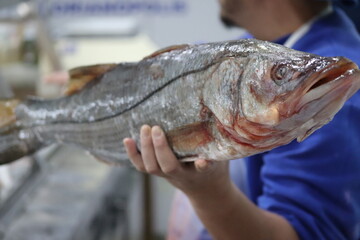 Peixe Cru / Frutos do Mar /  Seafood