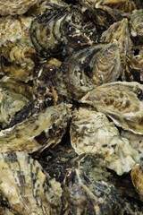 Fototapeta na wymiar Ostras Crua / Raw Oysters
