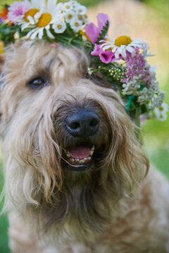 Fluffy Dog of the Irish soft coated wheaten terrier breed in a wreath of bright flowers in a green clearing. Focus on the dog's nose.