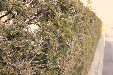 Japanese bush as a fence